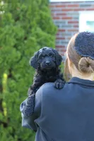 Sofie, a female Newfypoo for sale in Fresno, OH – 6 of 8