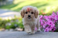 Sky, a female Cavapoo for sale in Fresno, OH – 4 of 8