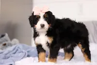 Scarlett, a female Miniature Bernedoodle for sale in Fresno, OH – Photo 5 of 6