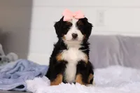 Scarlett, a female Miniature Bernedoodle for sale in Fresno, OH – Photo 6 of 6