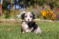 Vince, a male Miniature Bernedoodle for sale in Fresno, OH – 3 of 6