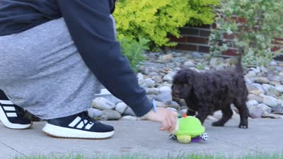 Daisy, a female Newfypoo for sale in Fresno, OH – 6 of 6