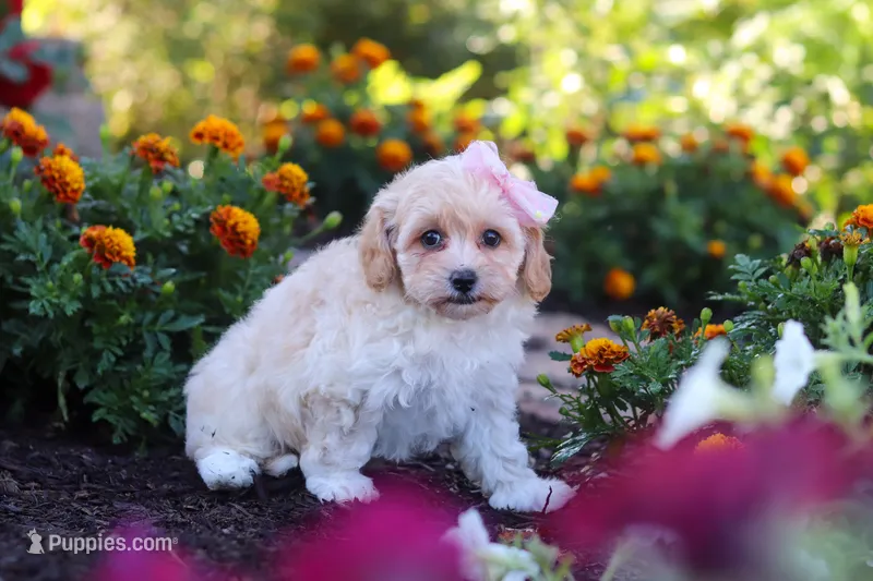 Nicole – Havapoo puppy for sale in Fresno, OH