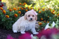 Nicole, a female Havapoo for sale in Fresno, OH – 1 of 7