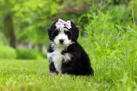 Lulu, a female Miniature Bernedoodle for sale in Fresno, OH – 5 of 6