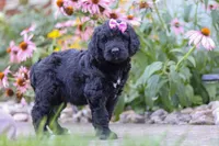 Mia, a female Newfypoo for sale in Fresno, OH – 3 of 7