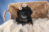 Romeo, a male Poodle - Miniature  for sale in Fresno, OH – Photo 7 of 10