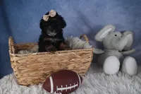 Romeo, a male Poodle - Miniature  for sale in Fresno, OH – Photo 10 of 10