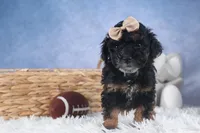 Romeo, a male Poodle - Miniature  for sale in Fresno, OH – Photo 2 of 10