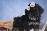 Romeo, a male Poodle - Miniature  for sale in Fresno, OH – Photo 3 of 10