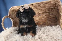 Romeo, a male Poodle - Miniature  for sale in Fresno, OH – Photo 9 of 10