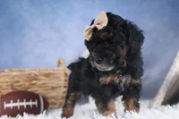 Romeo, a male Poodle - Miniature  for sale in Fresno, OH – Photo 4 of 10