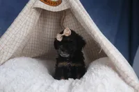 Romeo, a male Poodle - Miniature  for sale in Fresno, OH – Photo 6 of 10