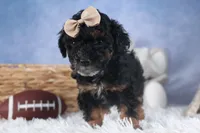 Romeo, a male Poodle - Miniature  for sale in Fresno, OH – Photo 5 of 10