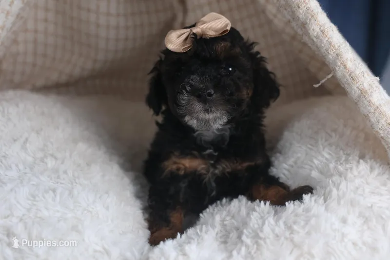 Romeo, a male Poodle - Miniature  for sale in Fresno, OH – Photo 1 of 10