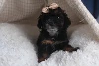 Romeo, a male Poodle - Miniature  for sale in Fresno, OH – Photo 1 of 10