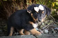 Leo 🐾, a female Miniature Aussiedoodle for sale in Fresno, OH – 9 of 9