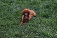 Denver 💕🐶, a male Poodle - Miniature  for sale in Fresno, OH – 4 of 10