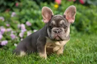 Flora Jane 🩷, a female French Bulldog for sale in Fresno, OH – 1 of 9