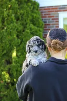 Ranger, a male Newfypoo for sale in Fresno, OH – 6 of 8