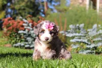 Jasmine, a female Miniature Bernedoodle for sale in Fresno, OH – 2 of 6