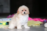 Nicole, a female Havapoo for sale in Fresno, OH – 6 of 8