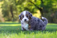 Pete, a male Miniature Bernedoodle for sale in Fresno, OH – 7 of 10