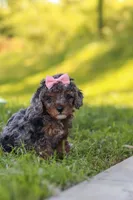 Lexi, a female Poodle - Miniature  for sale in Fresno, OH – 7 of 10