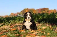Hunter, a male Miniature Bernedoodle for sale in Fresno, OH – 5 of 6