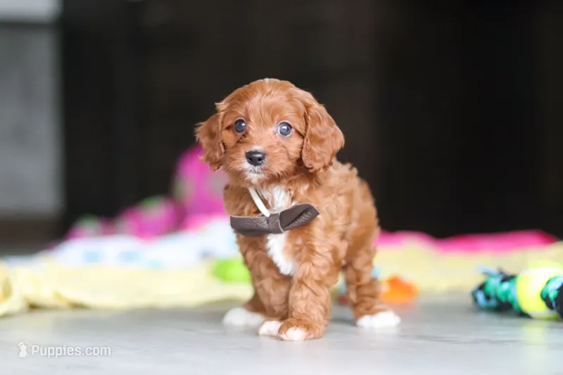 Archie – Cavapoo puppy for sale in Fresno, OH