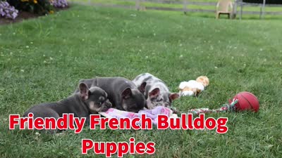 Finley 🐶, a female French Bulldog for sale in Fresno, OH – 9 of 9