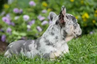 Memphis, a male French Bulldog for sale in Fresno, OH – 2 of 10