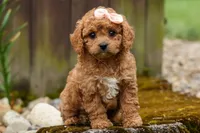 Veronica💖, a male Poodle - Miniature  for sale in Fresno, OH – 7 of 10