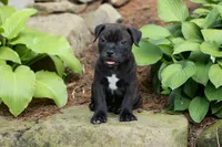 Moose 🐶, a male Staffordshire Bull Terrier for sale in Fresno, OH – 6 of 10