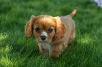 Fletcher 🐶💙, a male Cavalier King Charles Spaniel for sale in Fresno, OH – 3 of 8