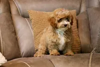 Enzo 🐶, a male Havapoo for sale in Fresno, OH – 4 of 9
