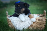 Langston 🐶, a female Miniature Aussiedoodle for sale in Fresno, OH – 6 of 9