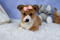 🐾 MEET WINNIE LOU 🐶❤️, a female Pembroke Welsh Corgi for sale in Fresno, OH – Photo 2 of 10