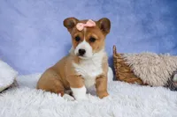 🐾 MEET WINNIE LOU 🐶❤️, a female Pembroke Welsh Corgi for sale in Fresno, OH – Photo 9 of 10