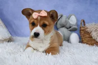 🐾 MEET WINNIE LOU 🐶❤️, a female Pembroke Welsh Corgi for sale in Fresno, OH – Photo 3 of 10