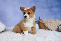 🐾 MEET WINNIE LOU 🐶❤️, a female Pembroke Welsh Corgi for sale in Fresno, OH – Photo 10 of 10