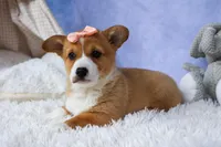 🐾 MEET WINNIE LOU 🐶❤️, a female Pembroke Welsh Corgi for sale in Fresno, OH – Photo 5 of 10