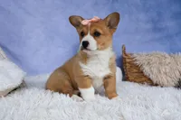 🐾 MEET WINNIE LOU 🐶❤️, a female Pembroke Welsh Corgi for sale in Fresno, OH – Photo 7 of 10