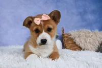 🐾 MEET WINNIE LOU 🐶❤️, a female Pembroke Welsh Corgi for sale in Fresno, OH – Photo 4 of 10