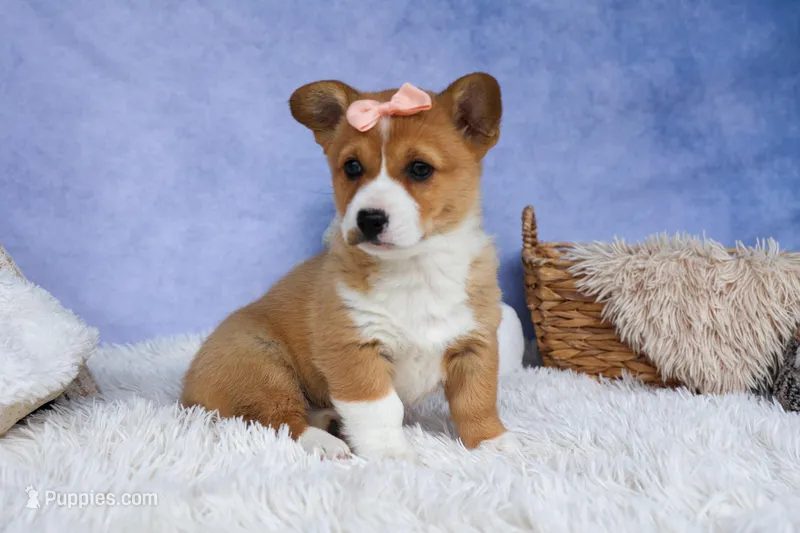 🐾 MEET WINNIE LOU 🐶❤️ – Pembroke Welsh Corgi puppy for sale in Fresno, OH