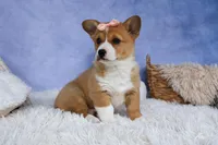 🐾 MEET WINNIE LOU 🐶❤️, a female Pembroke Welsh Corgi for sale in Fresno, OH – Photo 6 of 10