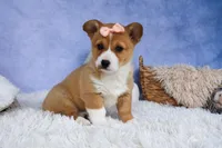🐾 MEET WINNIE LOU 🐶❤️, a female Pembroke Welsh Corgi for sale in Fresno, OH – Photo 8 of 10