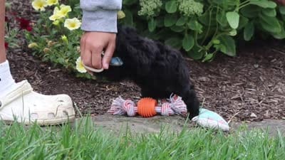 Ricky, a male Yorkipoo for sale in Fresno, OH – 6 of 6