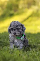 Mason, a male Poodle - Miniature  for sale in Fresno, OH – 5 of 10