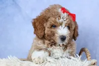 🐾 Meet Neo – F2B Mini Goldendoodle Puppy 🐾, a female Miniature Goldendoodle for sale in Fresno, OH – 2 of 9